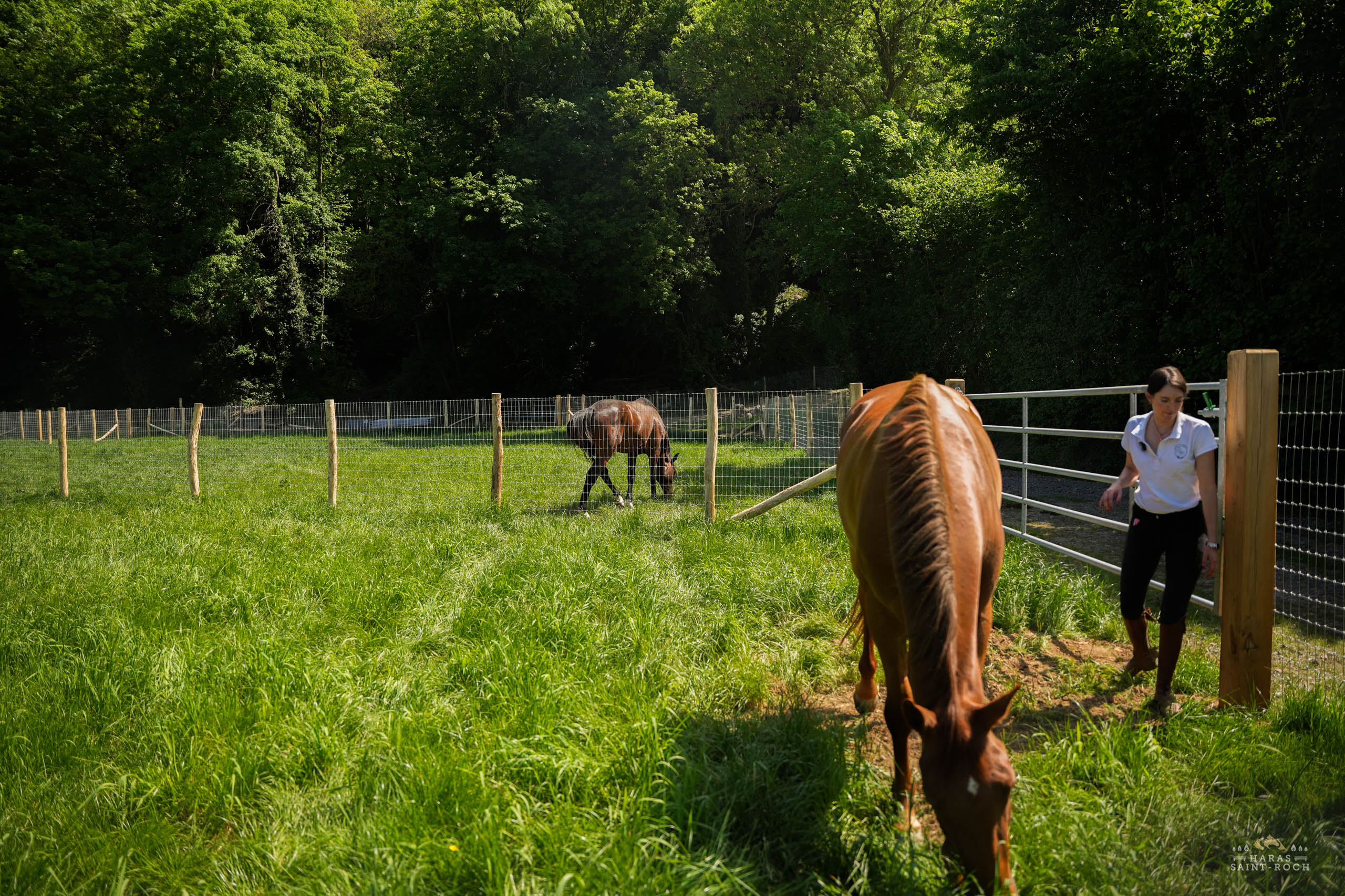 HarasSaintRoch-centre-equestre-2025-101