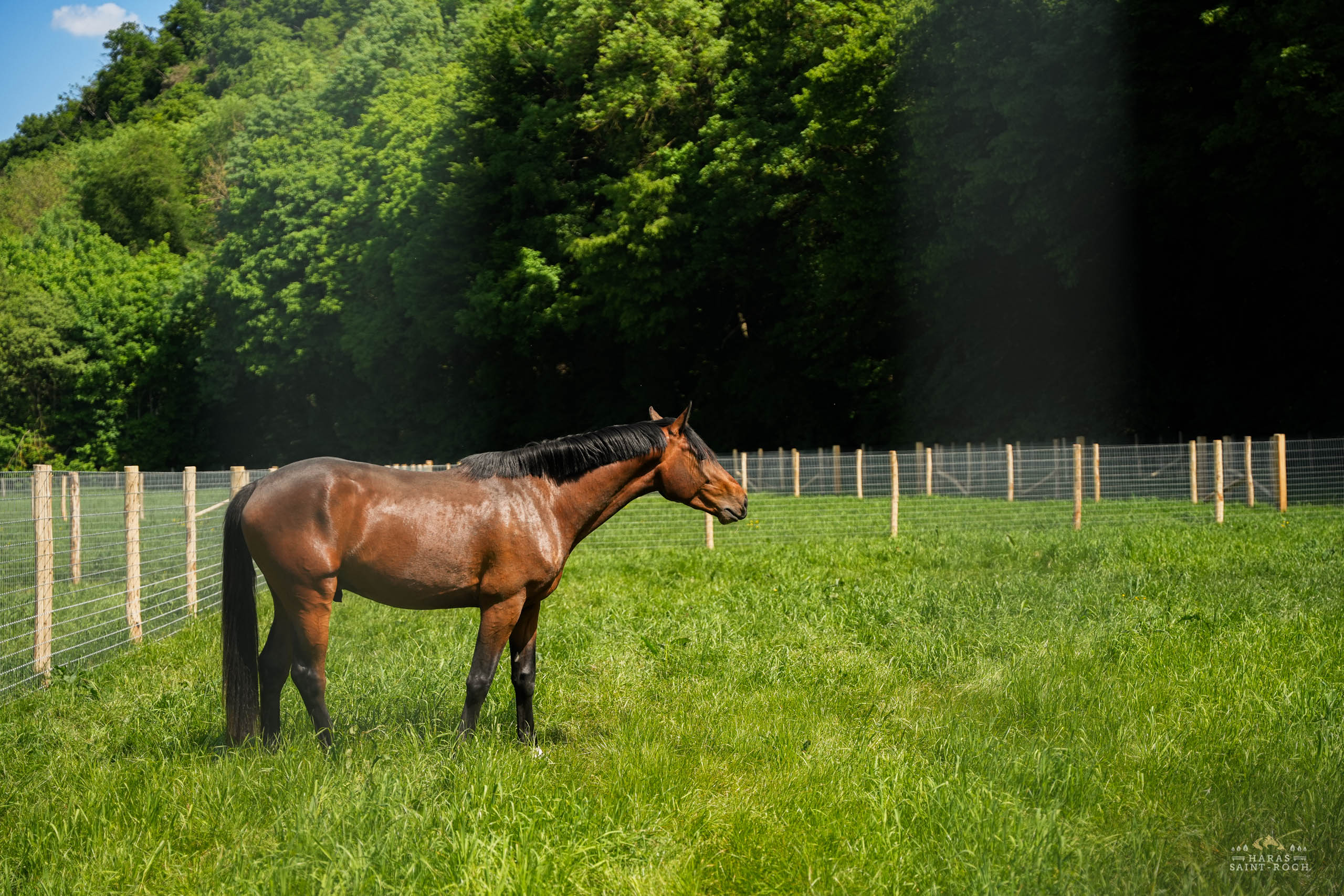 HarasSaintRoch-centre-equestre-2025-109