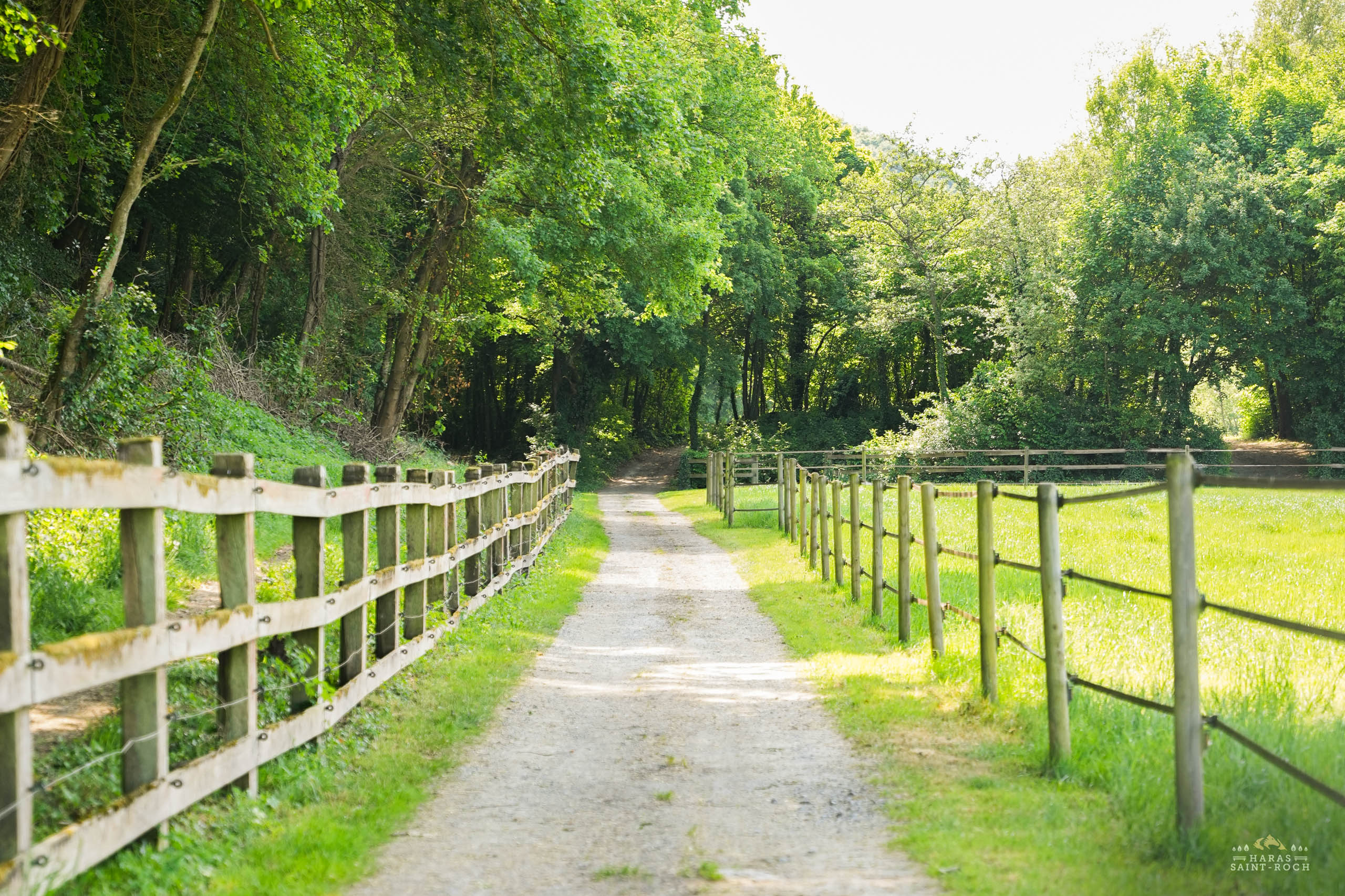 HarasSaintRoch-centre-equestre-2025-163